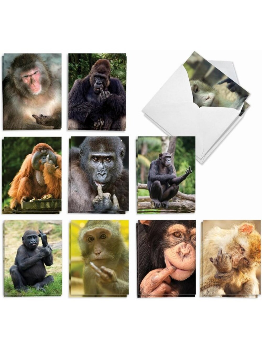 20 Blank Note Cards with Envelopes - All Occasion Animal Assortment (10 Designs)